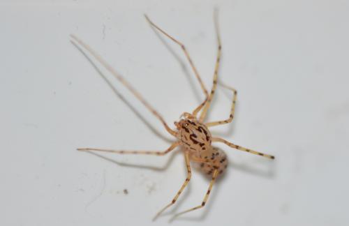 Réf. 356 724 : Scytodes thoracica